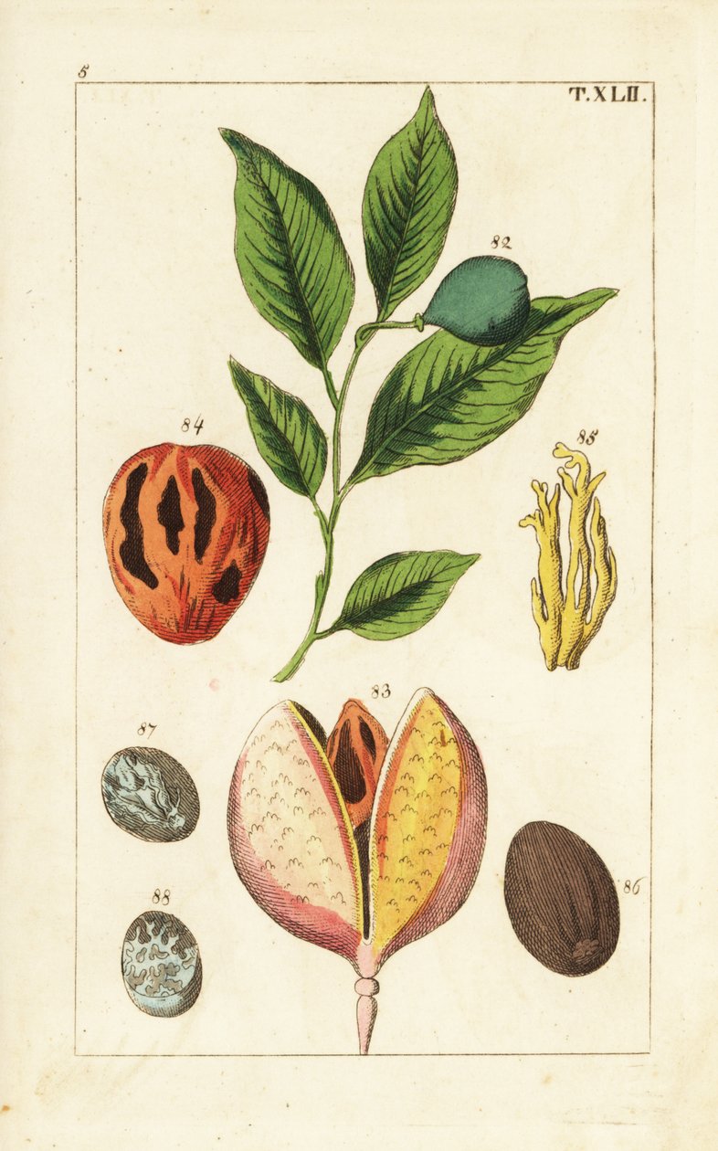 Muskottipähkinä ja muskottipuu, Myristica fragrans. tekijältä Unbekannter Künstler