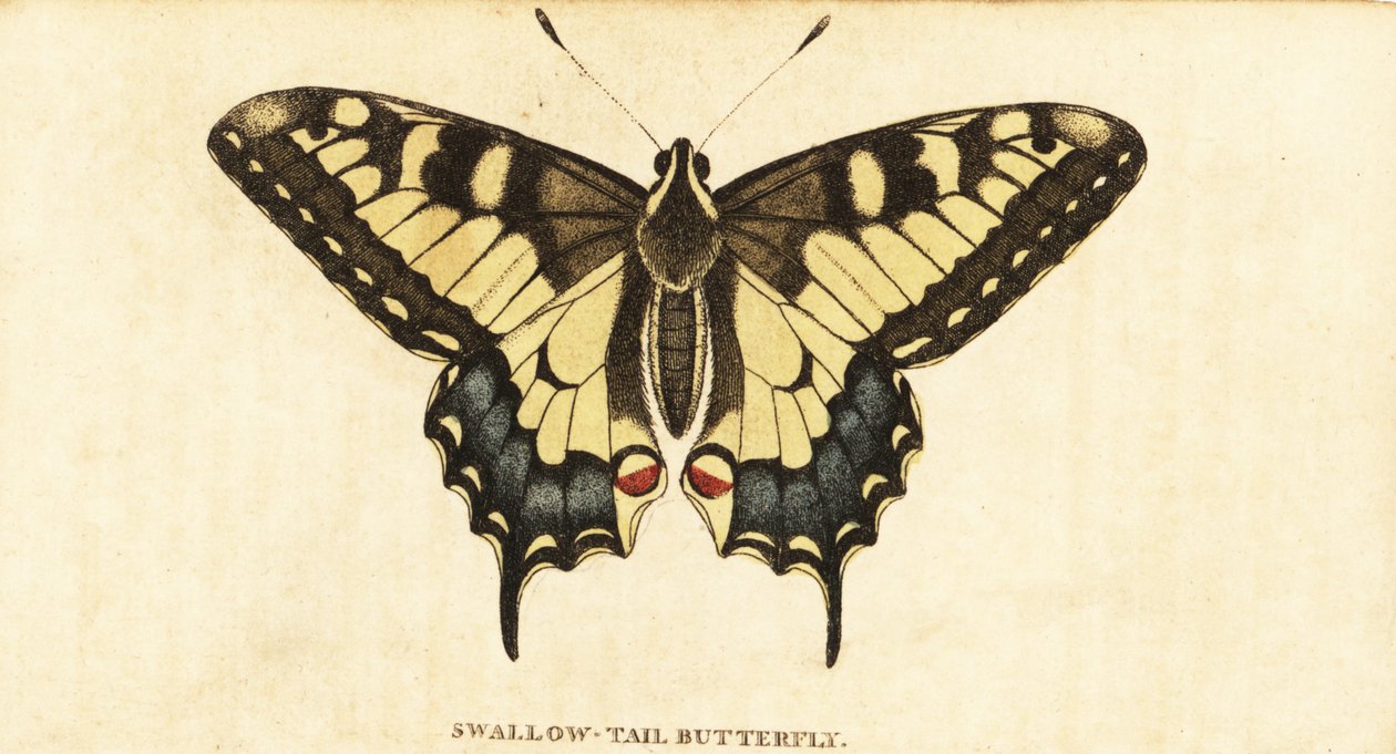 Vanhan maailman swallowtail, Papilio machaon., 1800 (kaiverrus) tekijältä Unbekannter Künstler