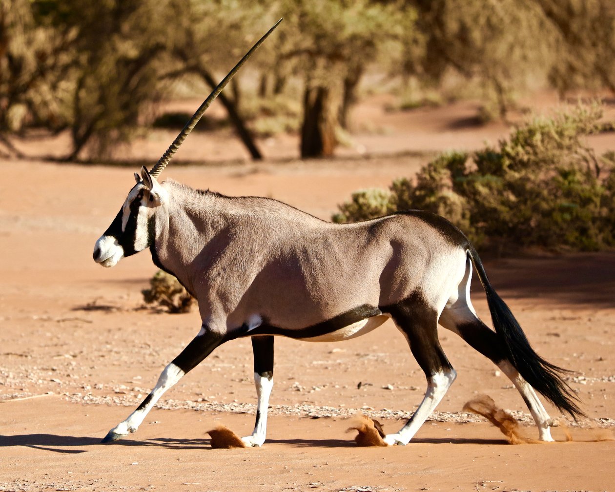 Oryx, Namib Desert, 2017 (valokuva) tekijältä Unbekannter Künstler