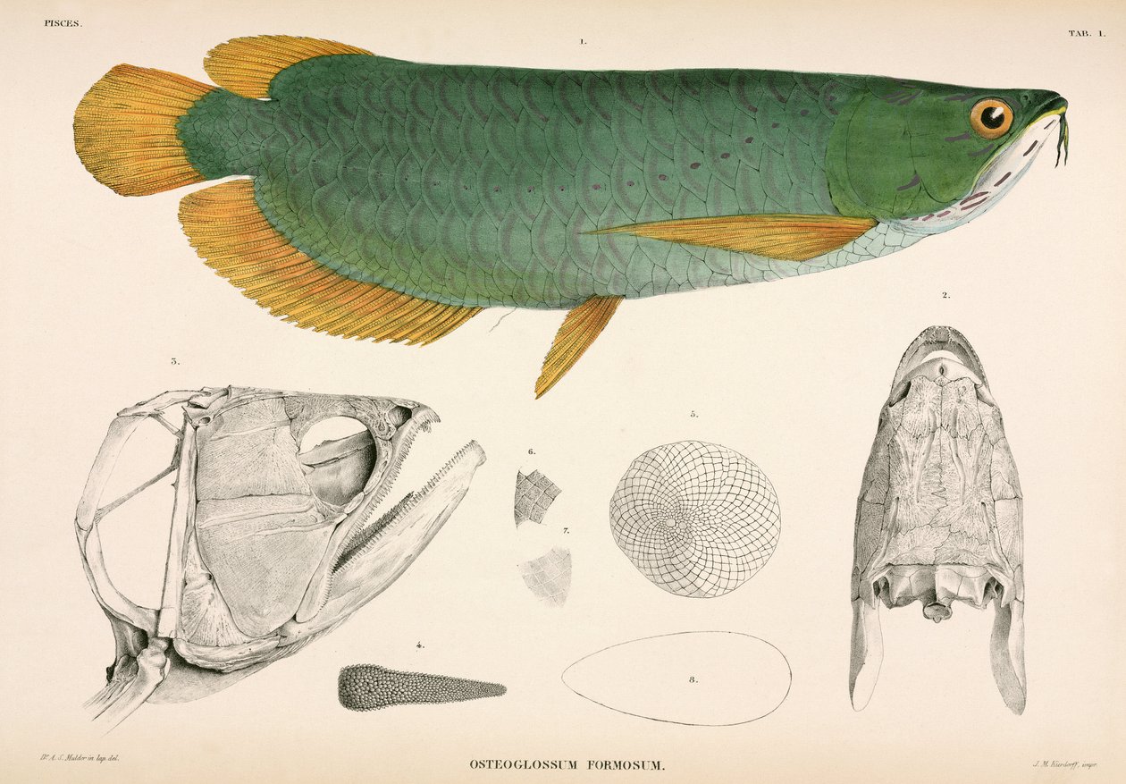 Osteoglossum formosum, Indonesia tekijältä Unbekannter Künstler