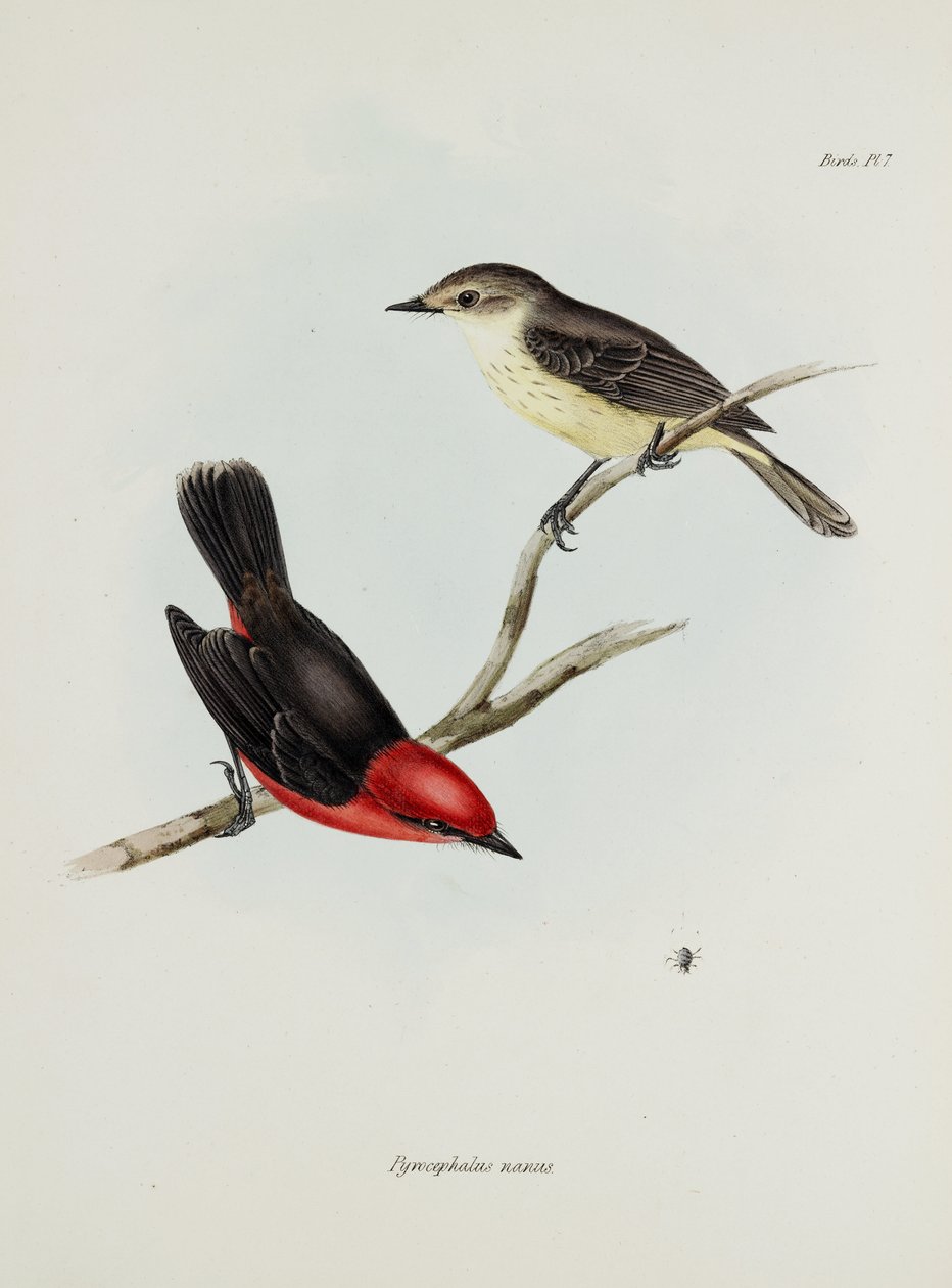 Lintupari, n. 1832-1836 tekijältä Unbekannter Künstler