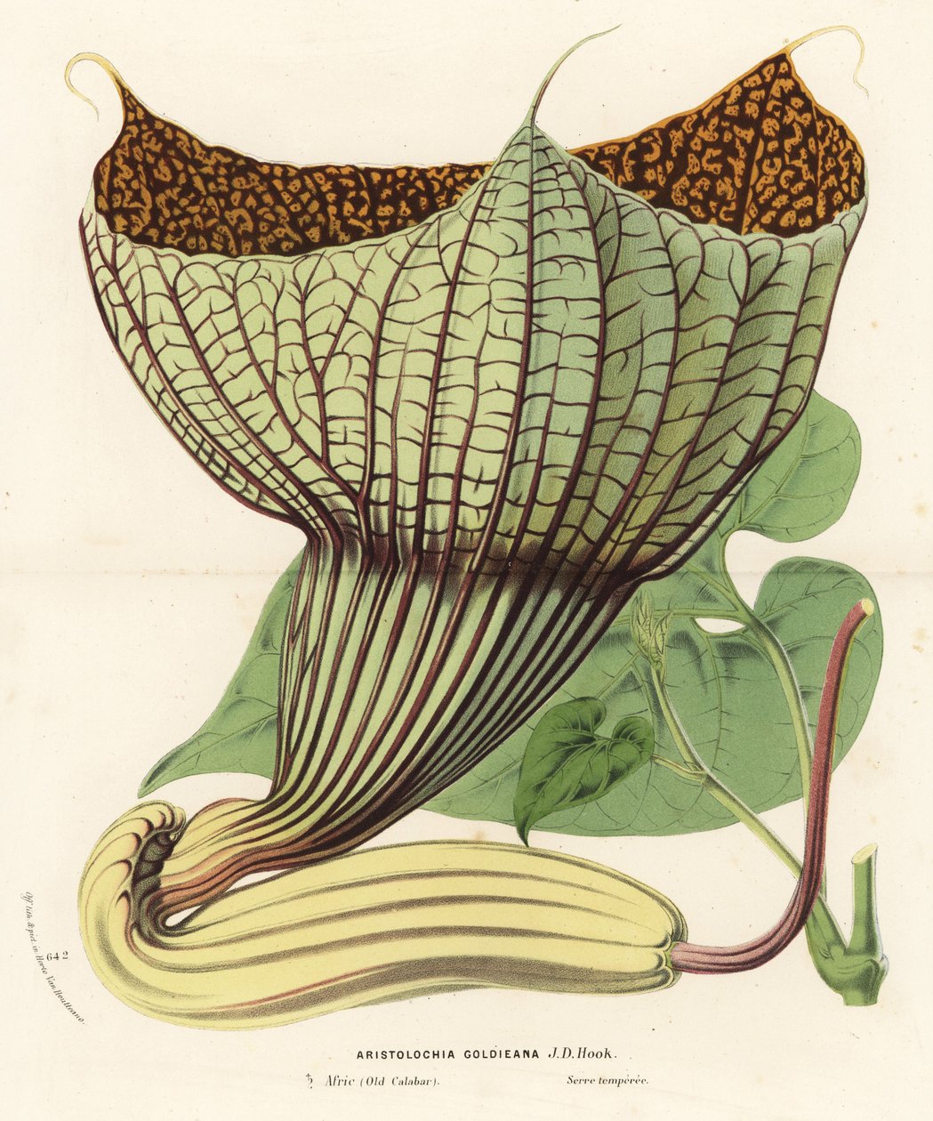 Pararistolochia goldieana (Aristolochia goldieana). Käsin väritetty litografia Louis van Houtten ja Charles Lemairen teoksesta Flowers of the Gardens and Hothouses of Europe, Flore des Serres et des Jardins de l