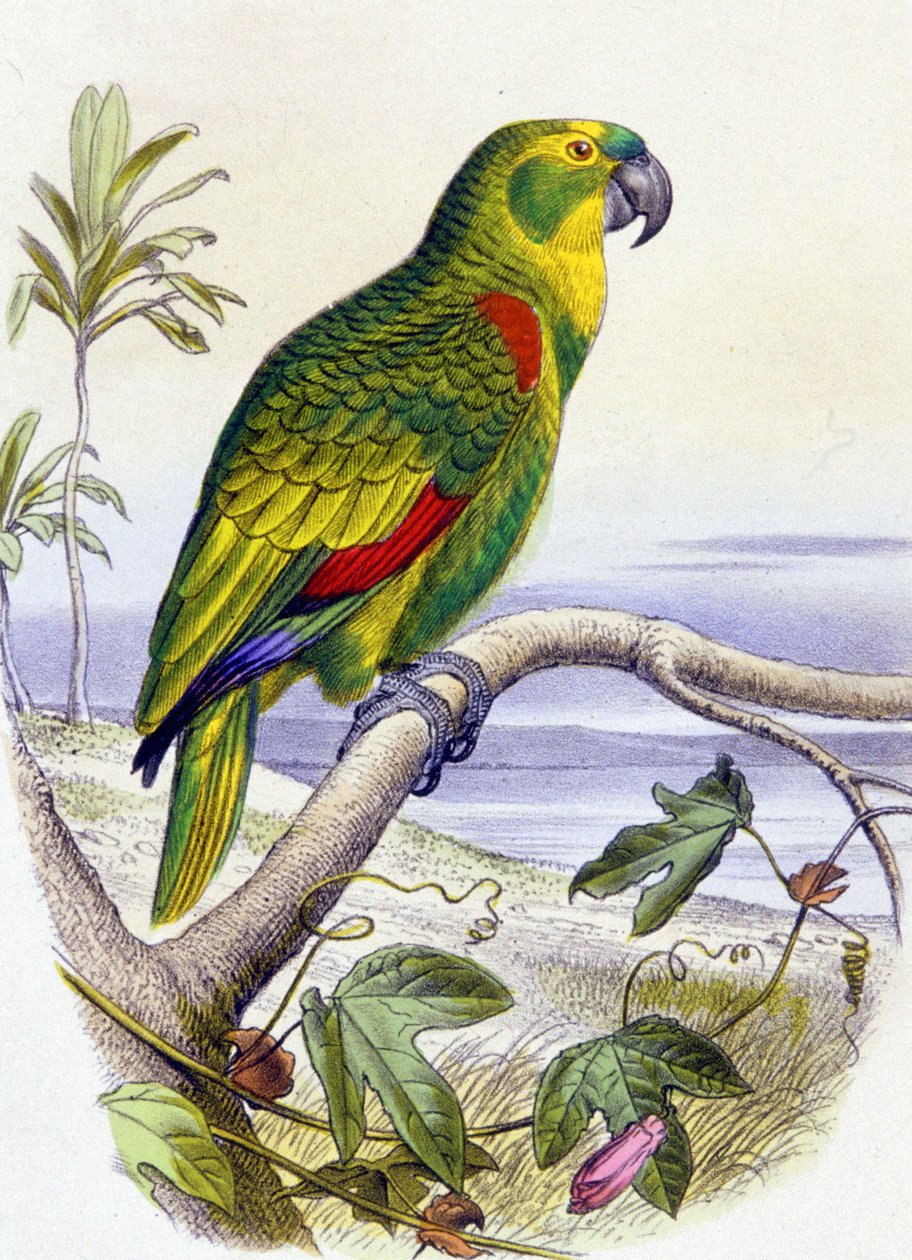 Papukaija, jolla on sininen etupää, n. 1850 (kaiverrus). tekijältä Unbekannter Künstler