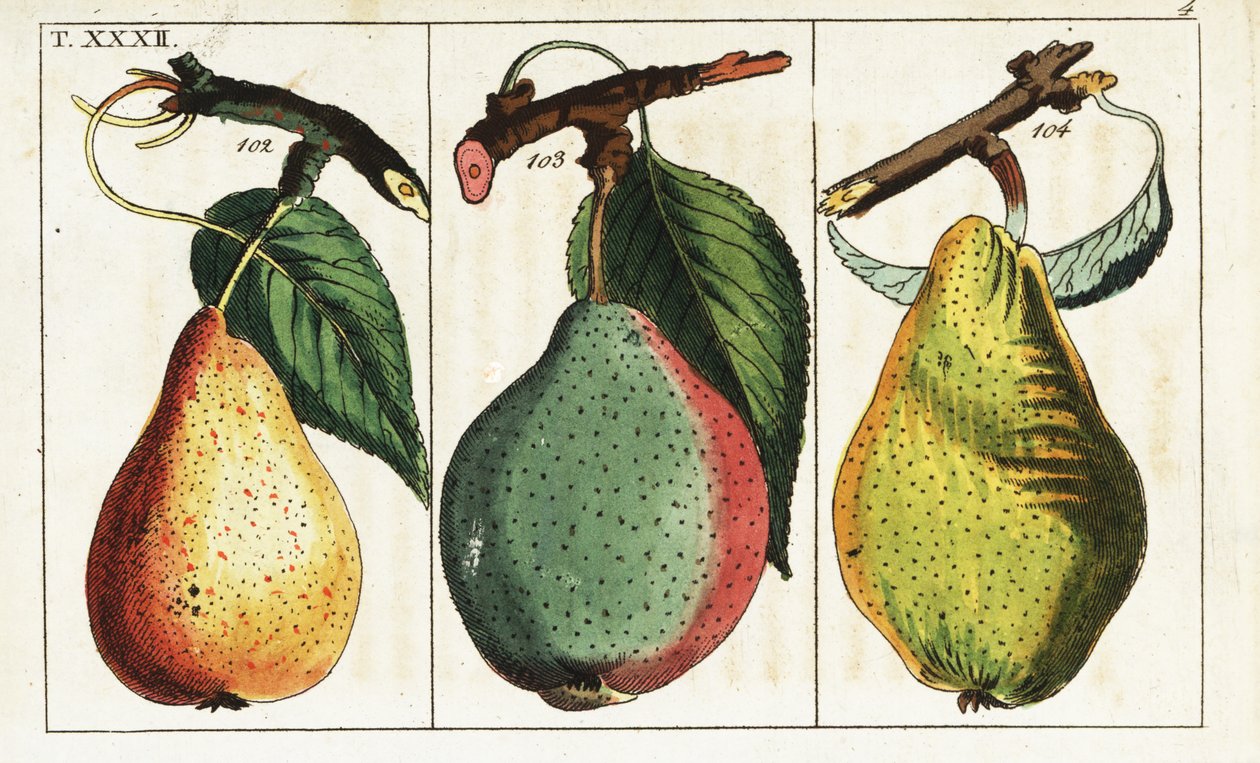 Päärynälajikkeet, Pyrus communis. tekijältä Unbekannter Künstler