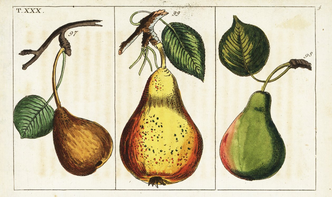 Päärynälajikkeet, Pyrus communis. tekijältä Unbekannter Künstler