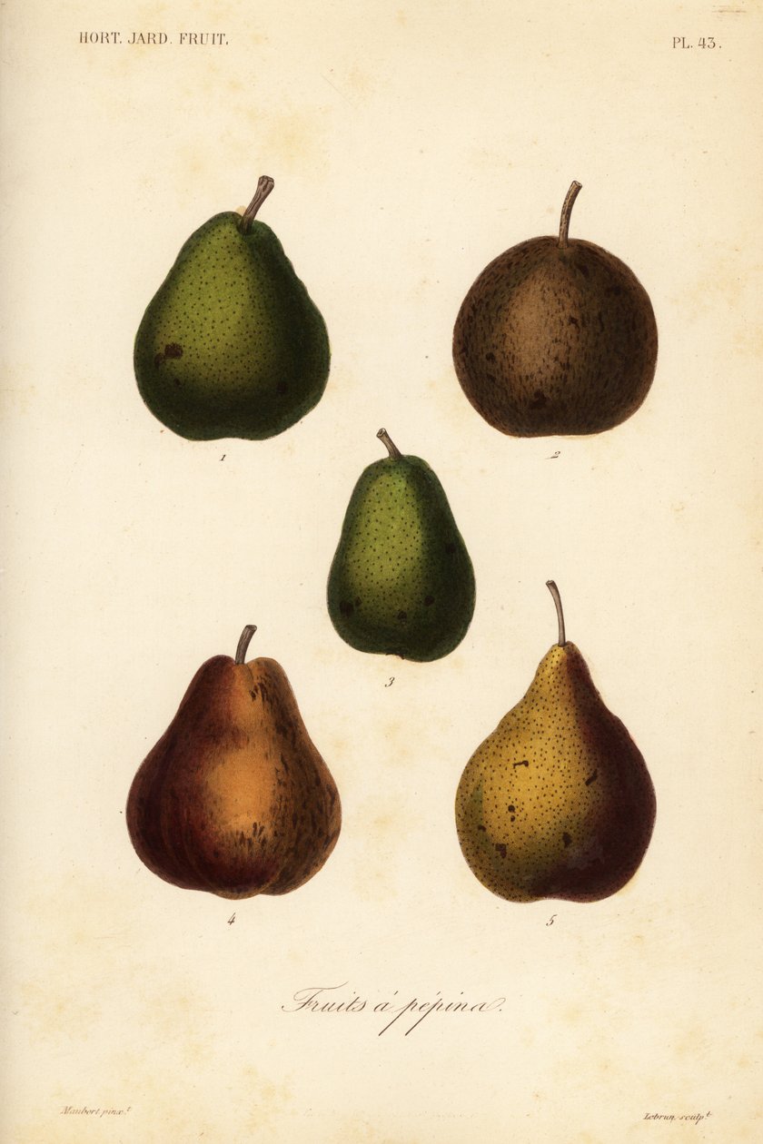 Muutama lajike, Pyrus communis tekijältä Unbekannt