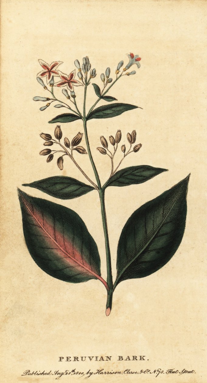 Perun kuori, Cinchona officinalis., 1800 (kaiverrus) tekijältä Unbekannter Künstler