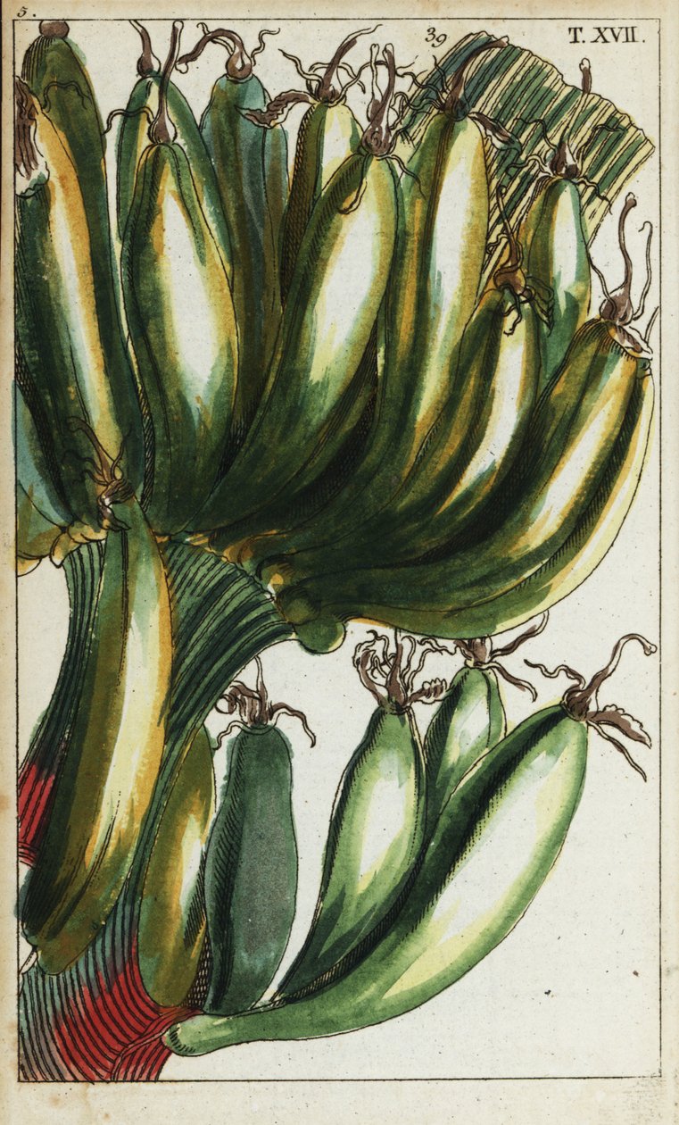 Plantains, Musa x paradisiaca. tekijältä Unbekannter Künstler