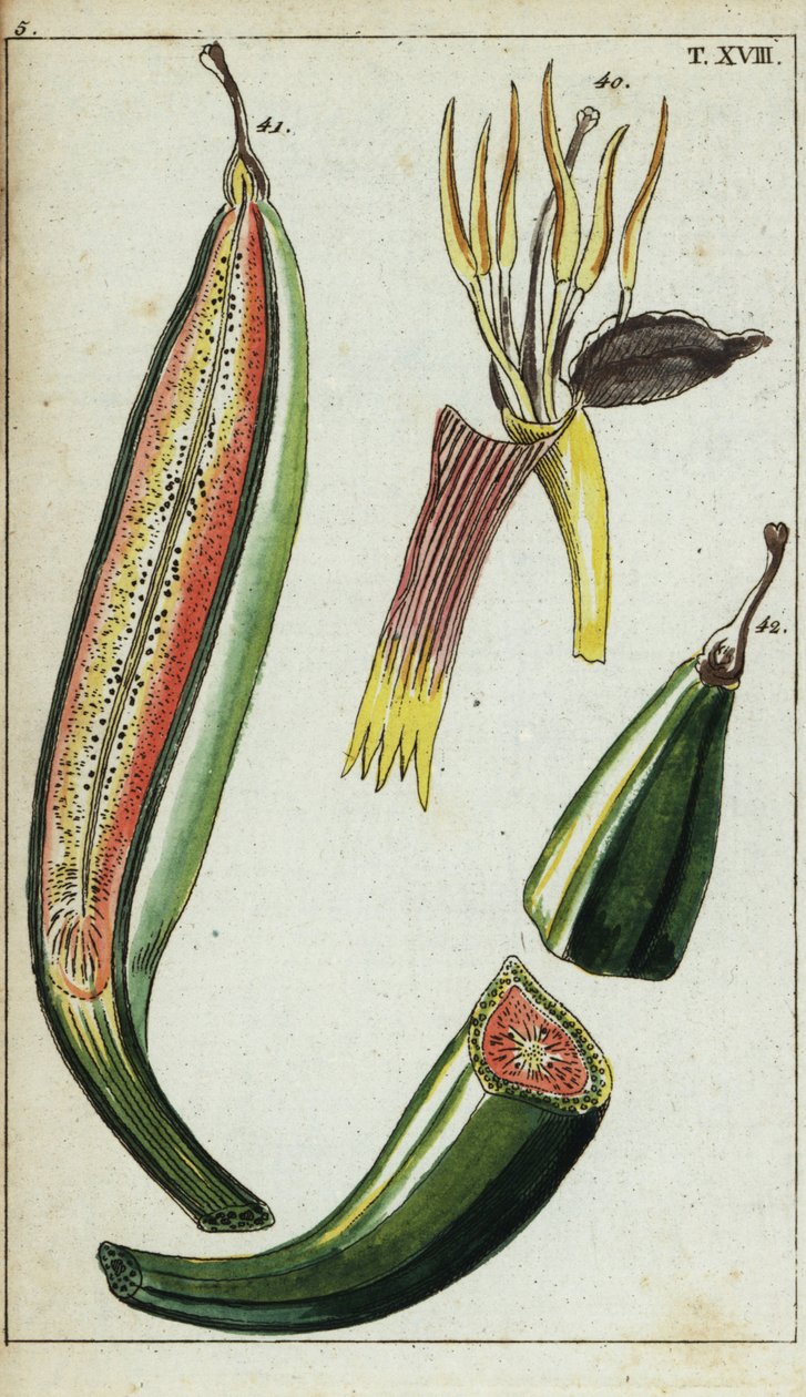 Plantains, Musa x paradisiaca. tekijältä Unbekannter Künstler