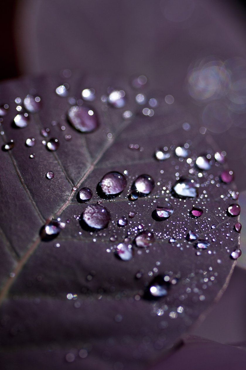 Purple Leaves II (valokuva) tekijältä Unbekannter Künstler