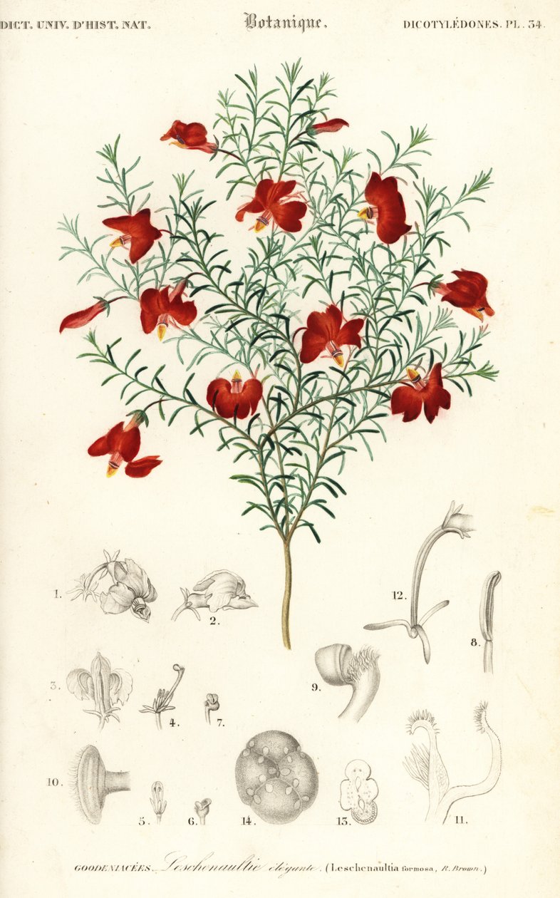 Punainen leschenaultia, Leschenaultia formosa., 1849 (kaiverrus) tekijältä Unbekannter Künstler