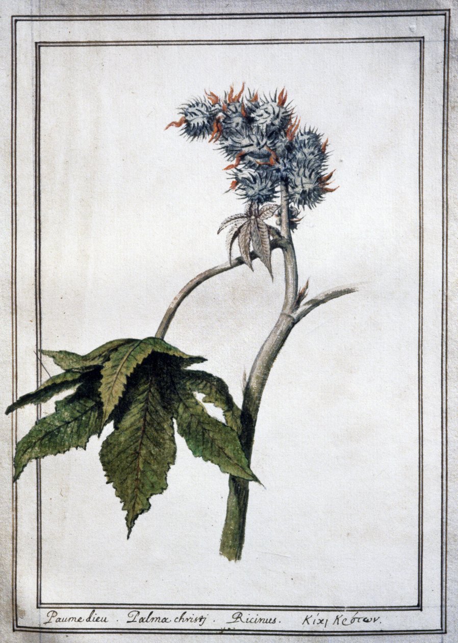 Ricinus communis tekijältä Unbekannter Künstler