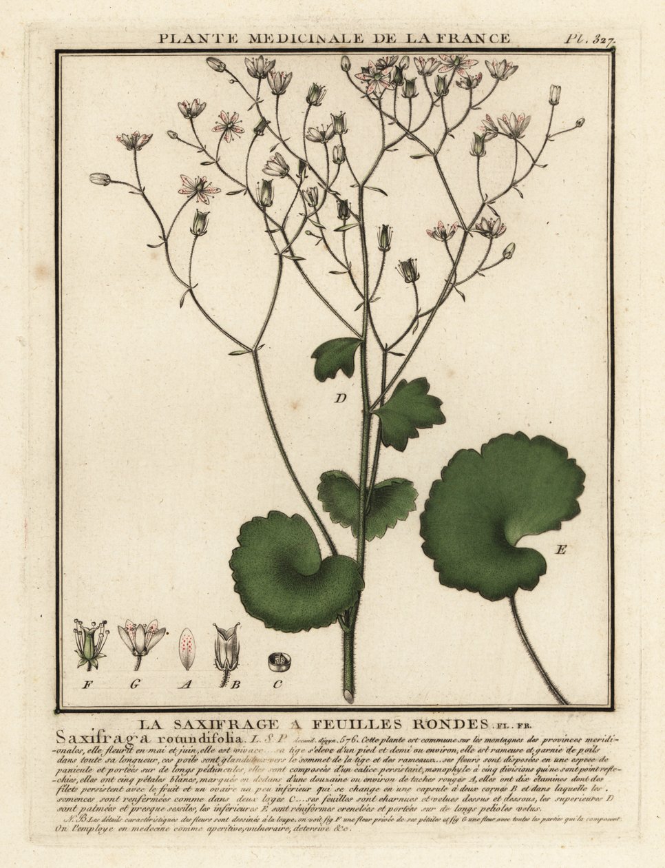 Pyöreälehtinen saksifrage, Saxifraga rotundifolia. tekijältä Unbekannter Künstler
