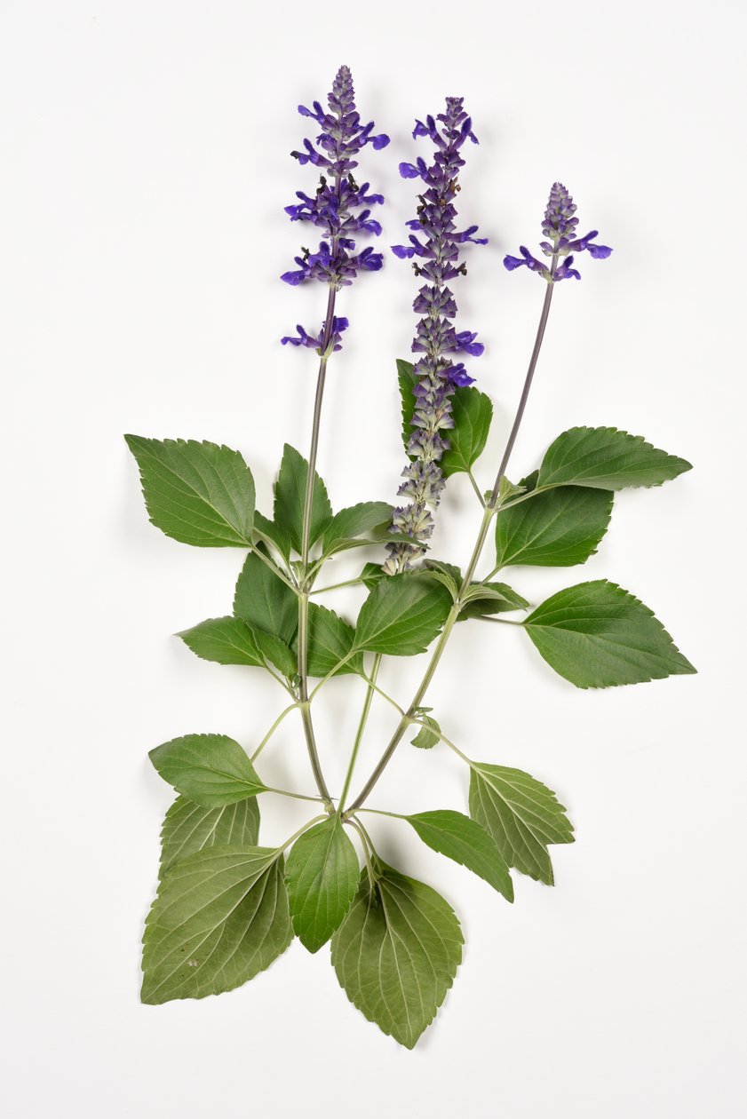 Salvia longispicata (s) farinacea/Big Blue/Hybrid Sage tekijältä Unbekannt