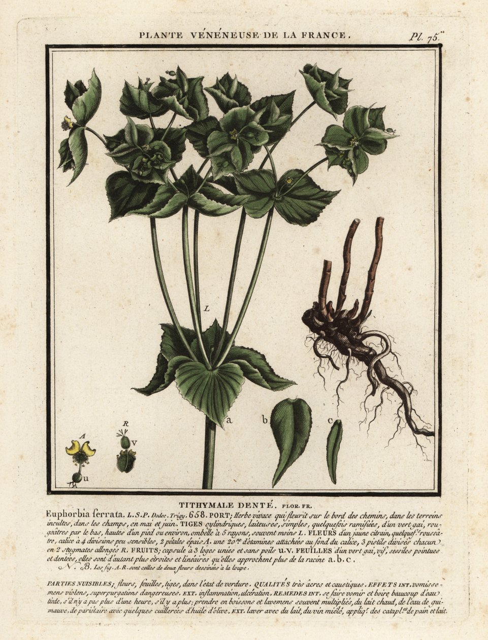 Hammaskärki, Euphorbia serrata. tekijältä Unbekannter Künstler