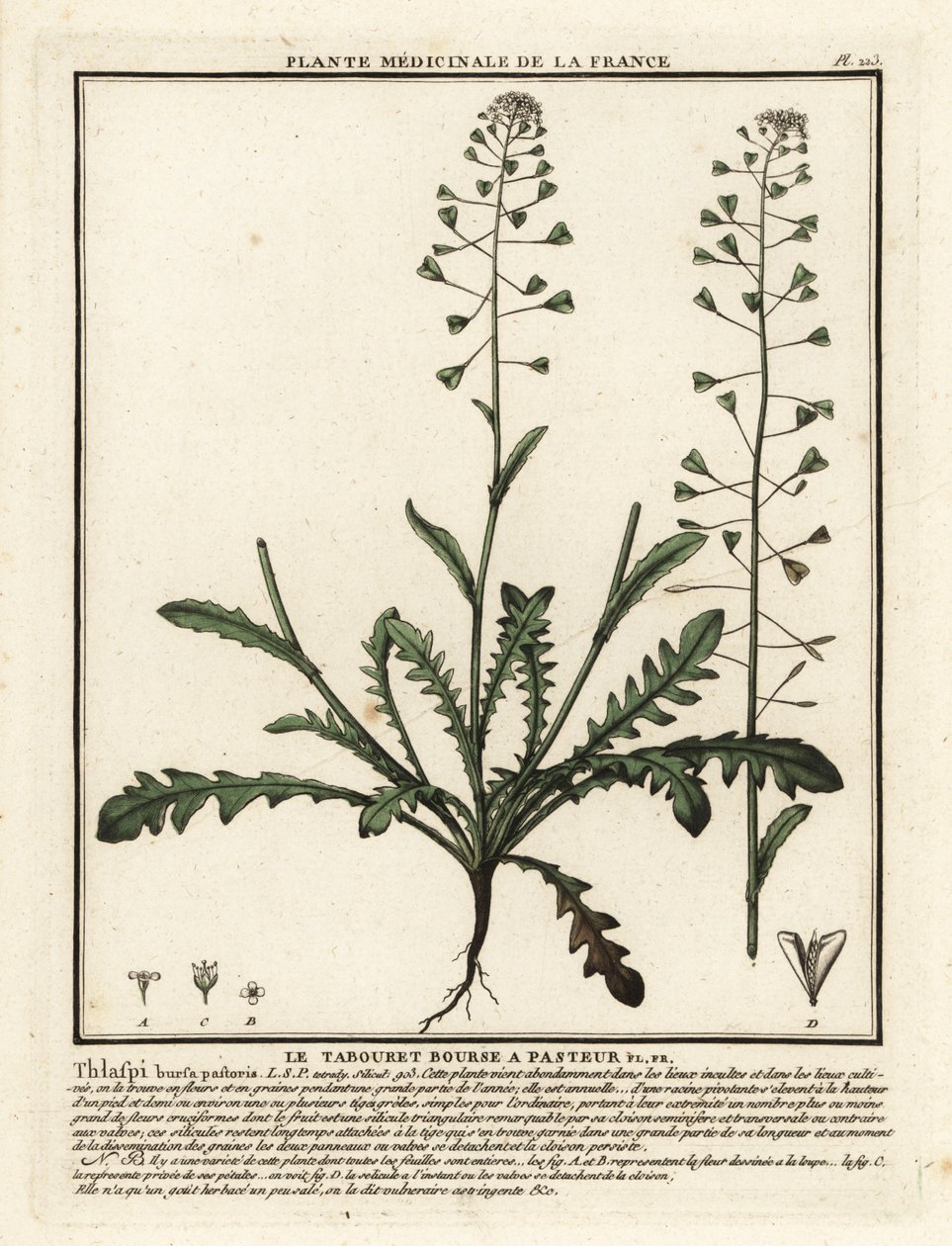 Paimenen kukkaro, Capsella bursa-pastoris. tekijältä Unbekannter Künstler