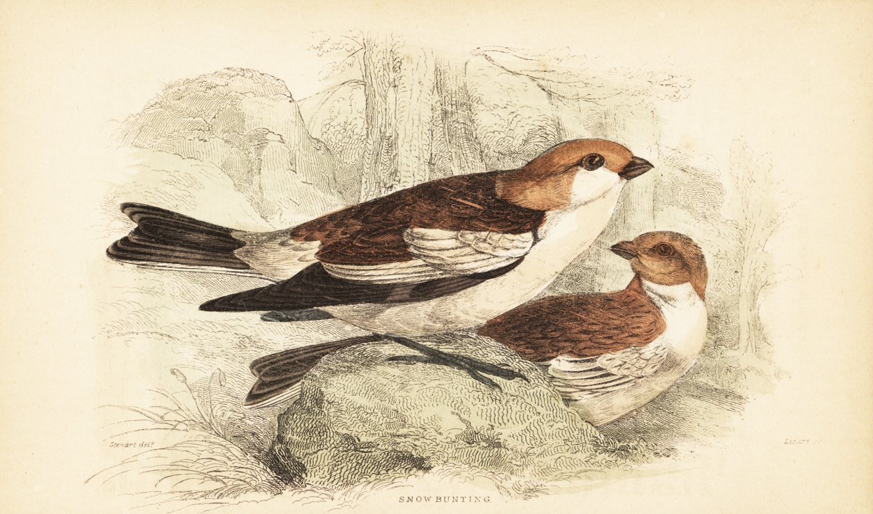Lumisirkku, Plectrophenax nivalis.1889 (kaiverrus) tekijältä Unbekannter Künstler