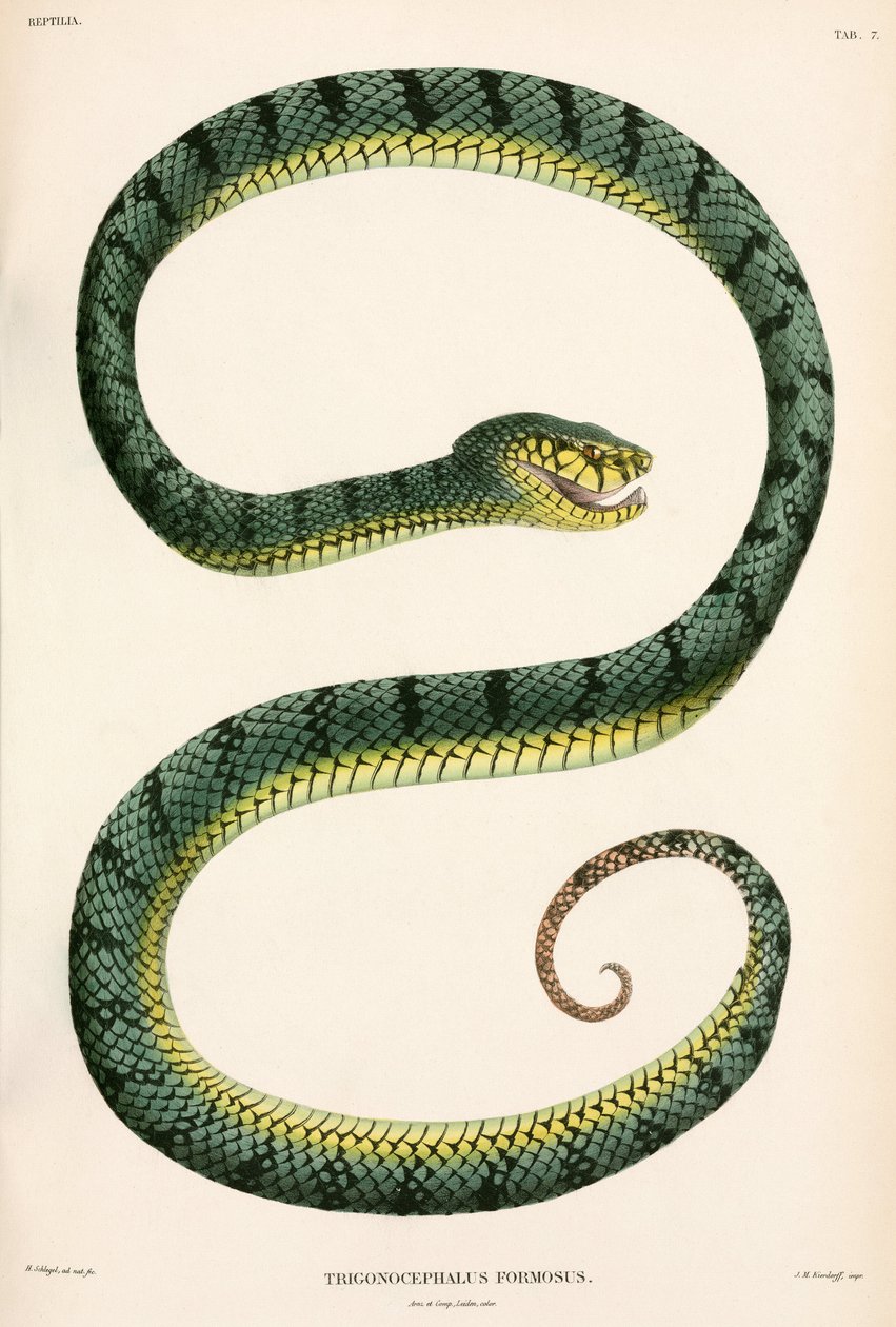 Sumatran Pit-Viper, Indonesia tekijältä Unbekannter Künstler