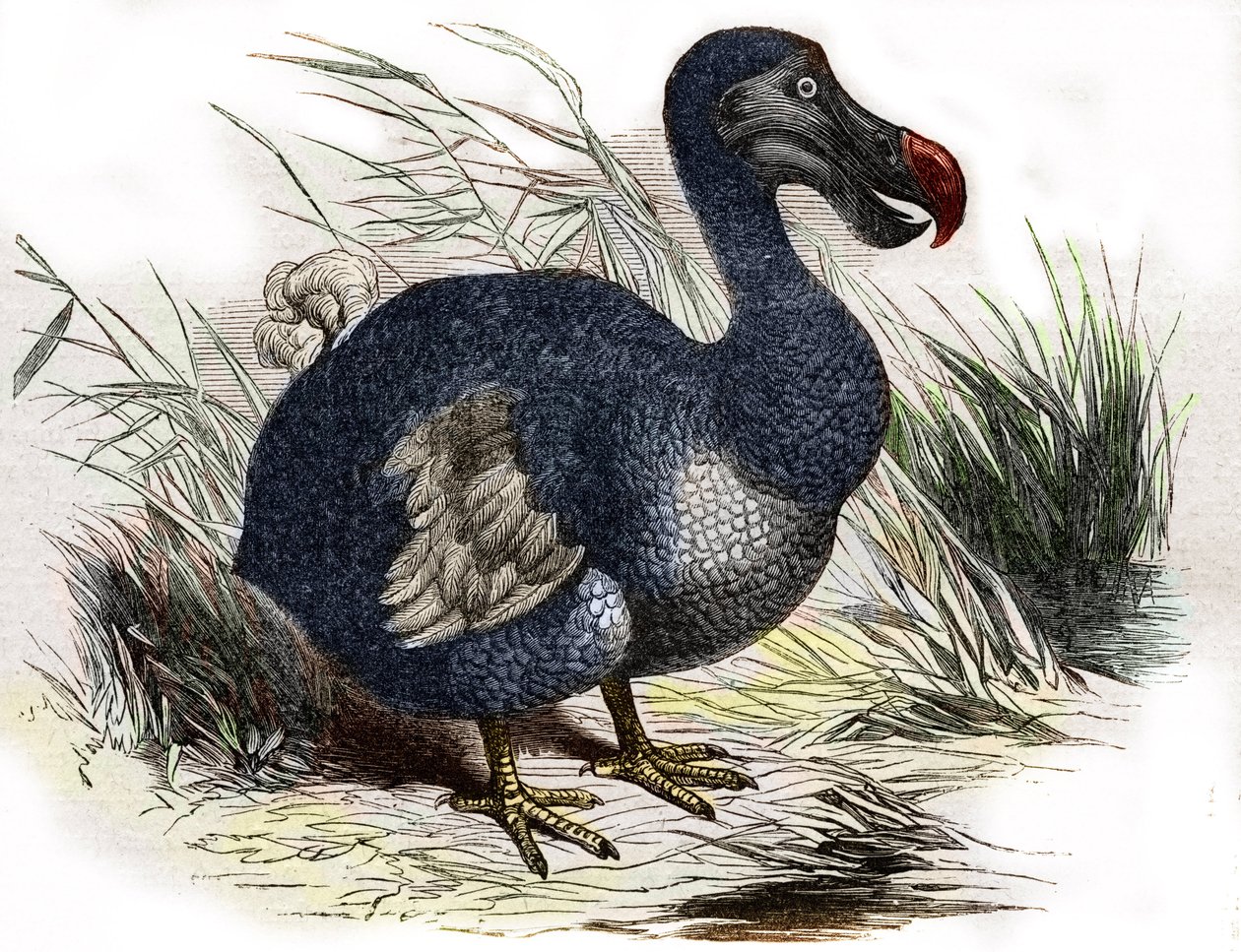 Dodo tekijältä Unbekannter Künstler