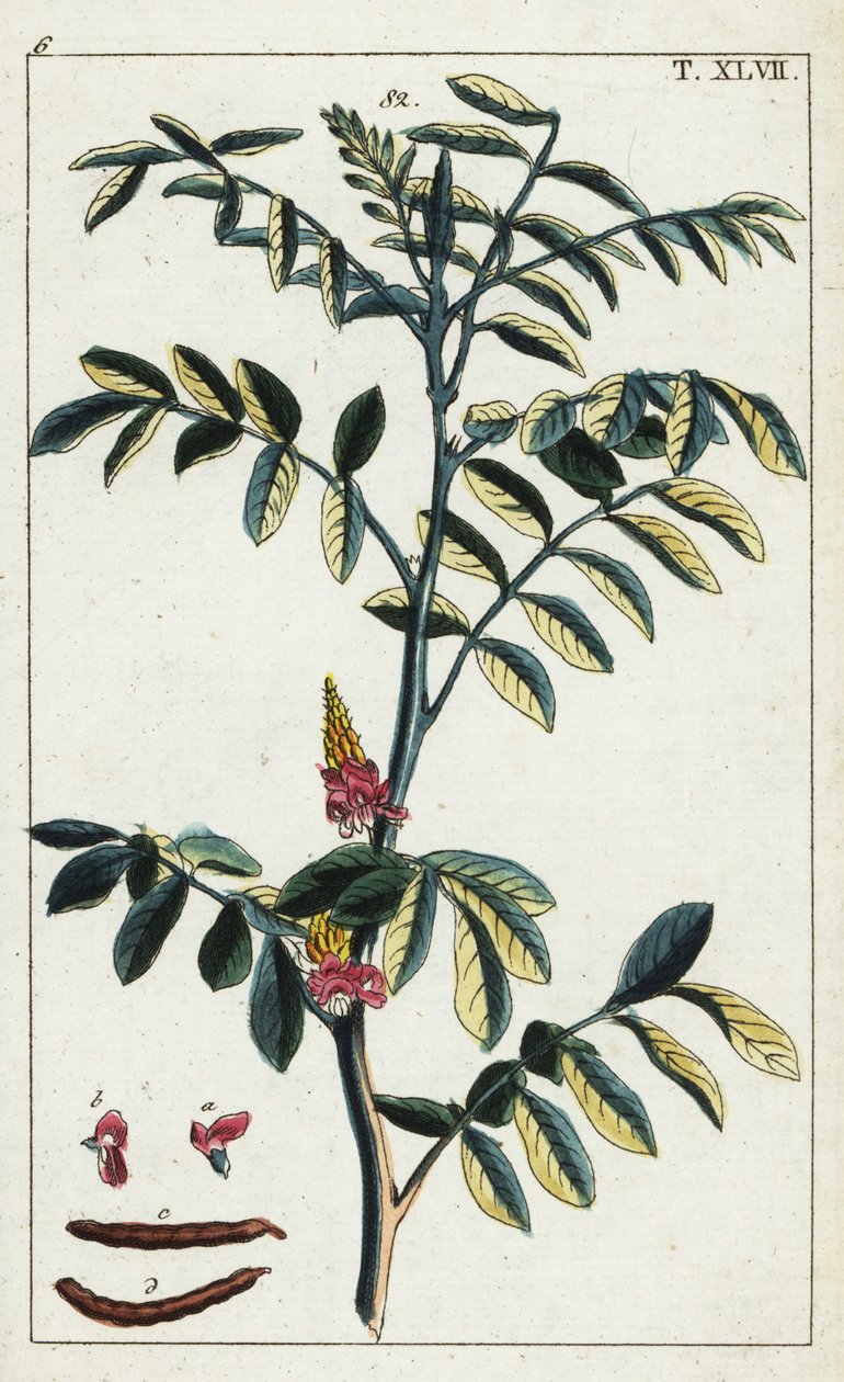 Aito indigo, Indigofera tinctoria. tekijältä Unbekannter Künstler