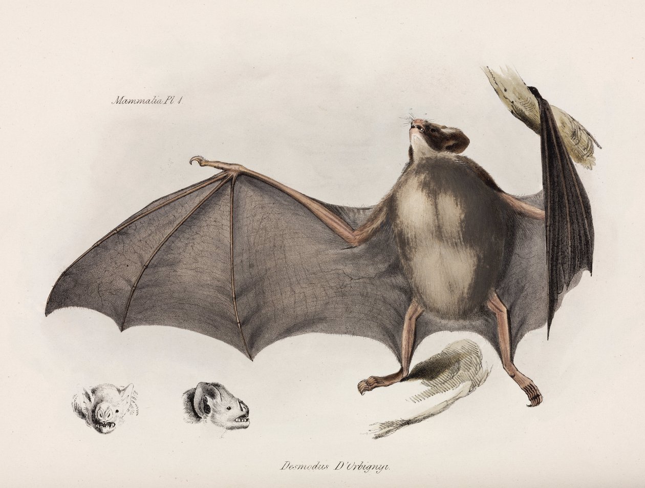 Vampyyrilepakko, Etelä-Amerikka, n. 1832-1836 tekijältä Unbekannter Künstler