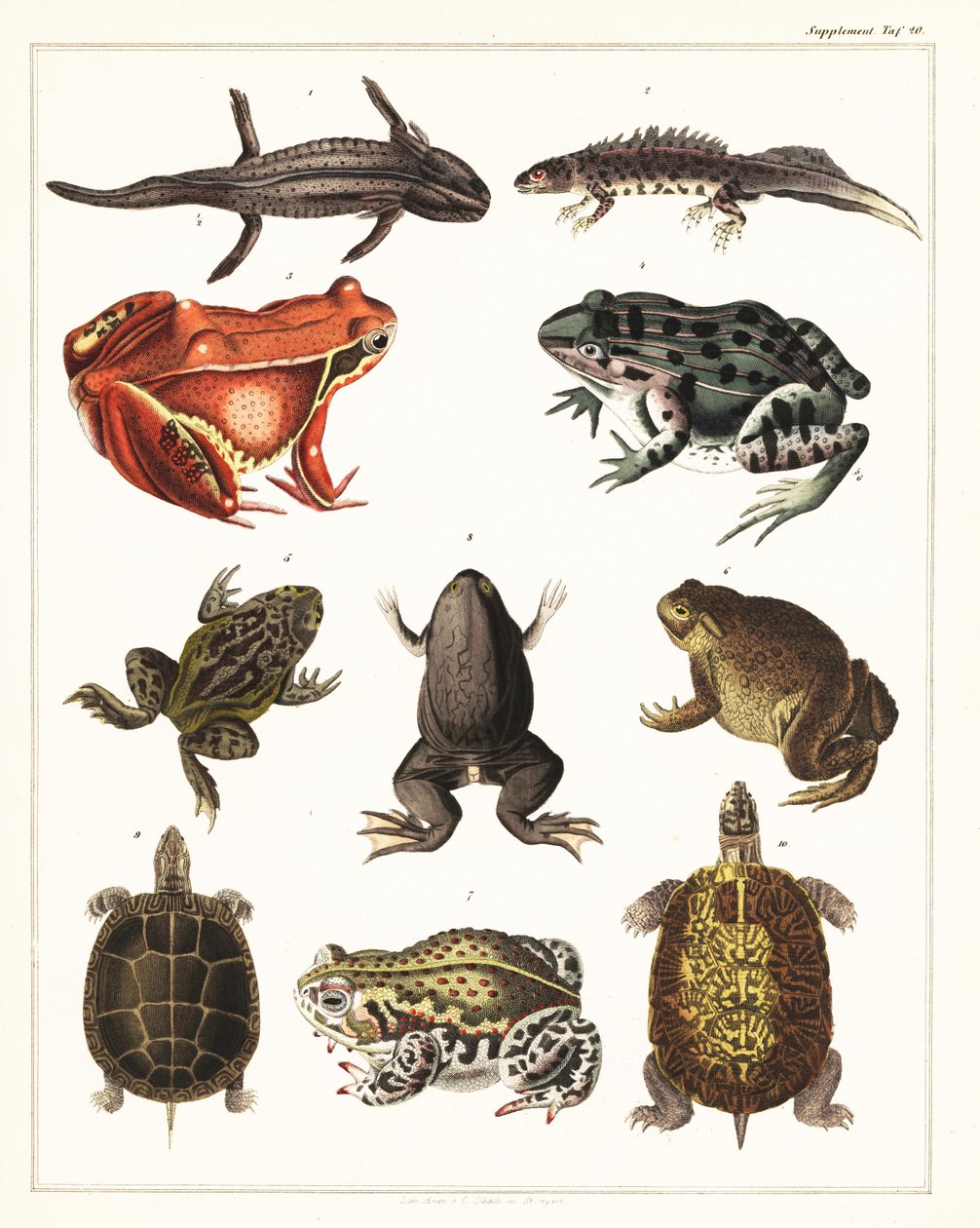 Sammakkoeläinten, sammakoiden ja kilpikonnien lajikkeet., 1841 (litografia) tekijältä Unbekannter Künstler