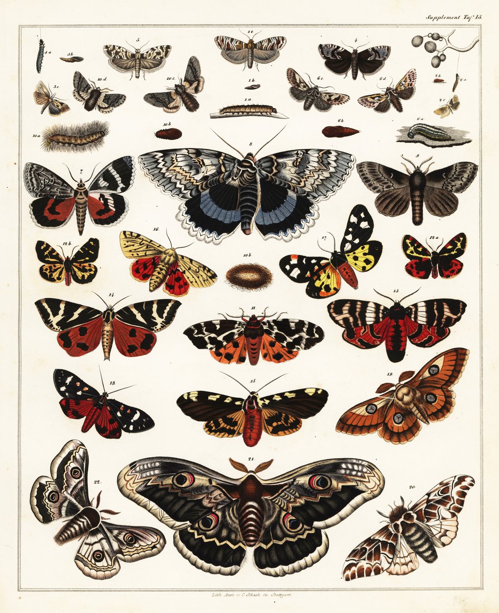 Perhosten, perhosten jne. lajikkeet, 1841 (litografia) tekijältä Unbekannter Künstler