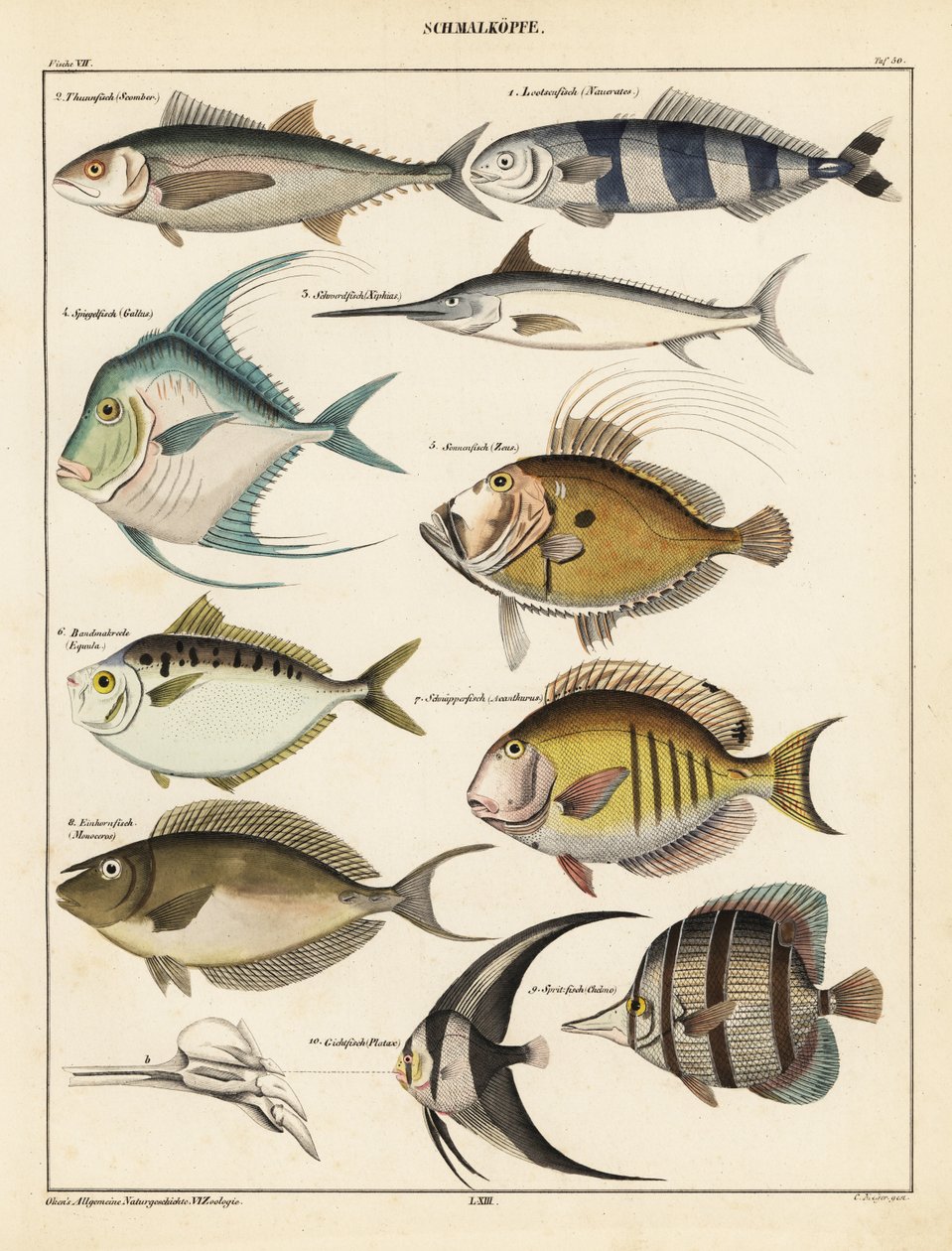 Kalalajikkeet., 1841 (litografia) tekijältä Unbekannter Künstler