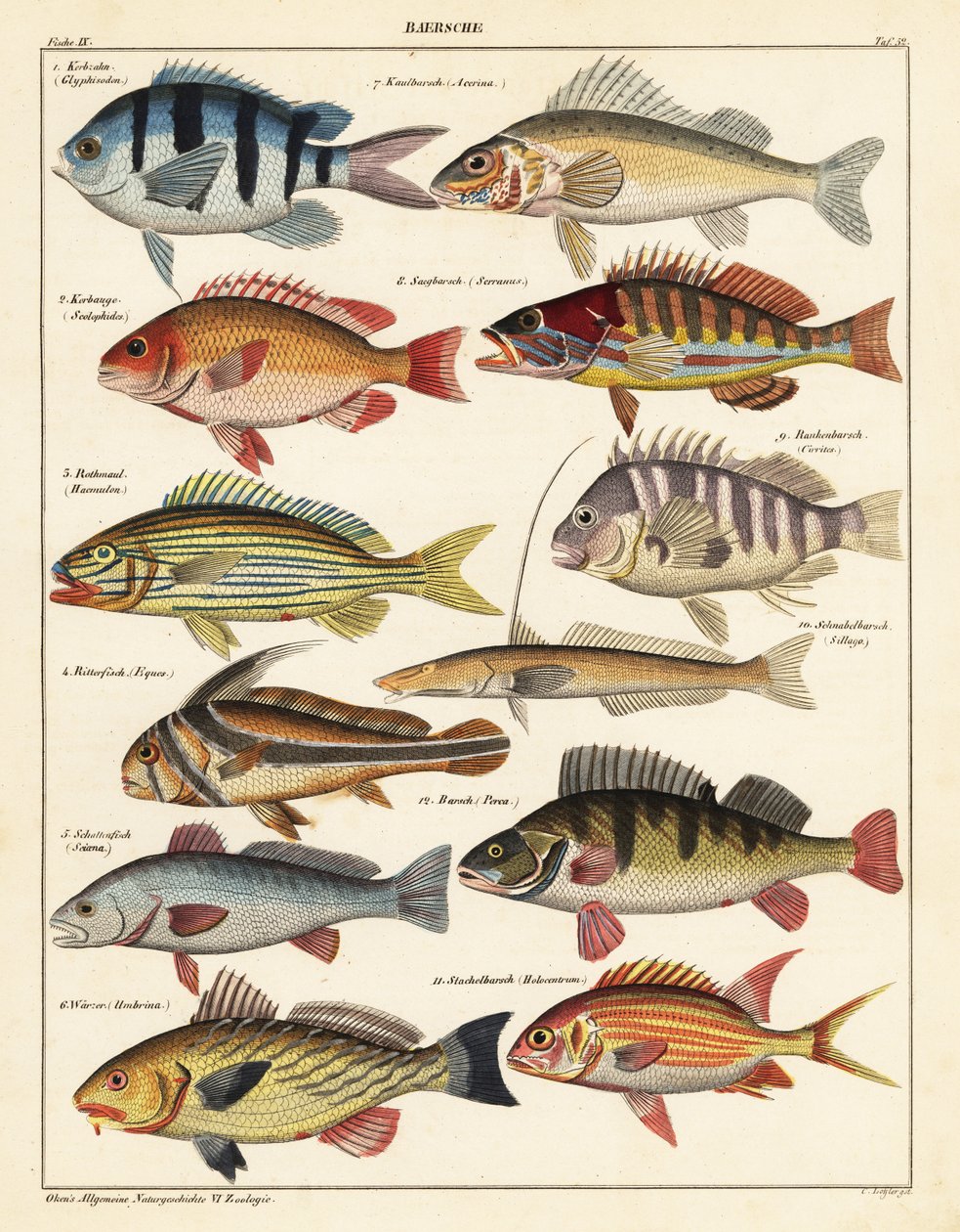 Kalalajikkeet., 1841 (litografia) tekijältä Unbekannter Künstler