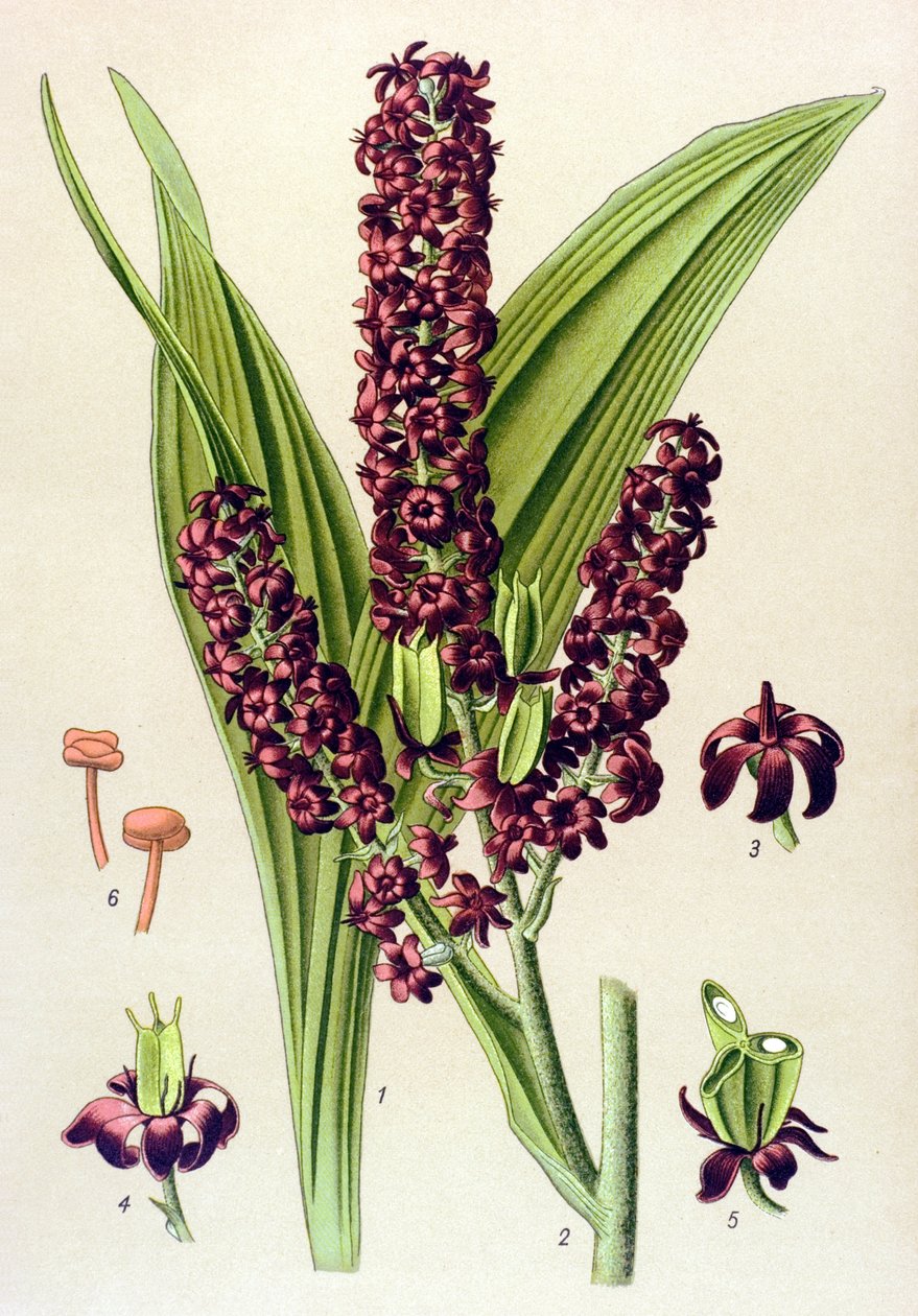 Myrkyllinen kasvi (myrkyllinen): Black Veratre (Veratrum nigrum) tekijältä Unbekannter Künstler