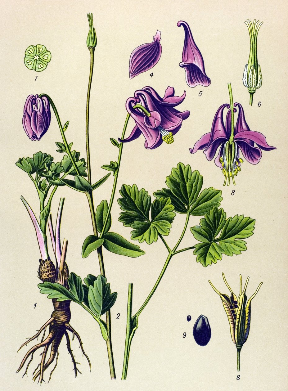 Veneen kasvi (myrkyllinen): Harvinainen ankolia (Aquilegia vulgaris) tekijältä Unbekannter Künstler