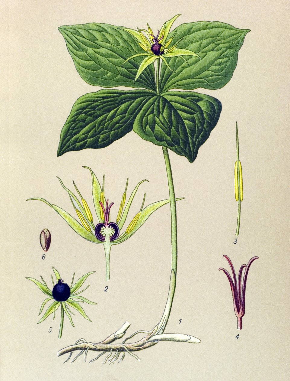 Myrkyllinen kasvi (myrkyllinen): Nelilehtinen Parisette (Paris quadrifolia) tekijältä Unbekannter Künstler