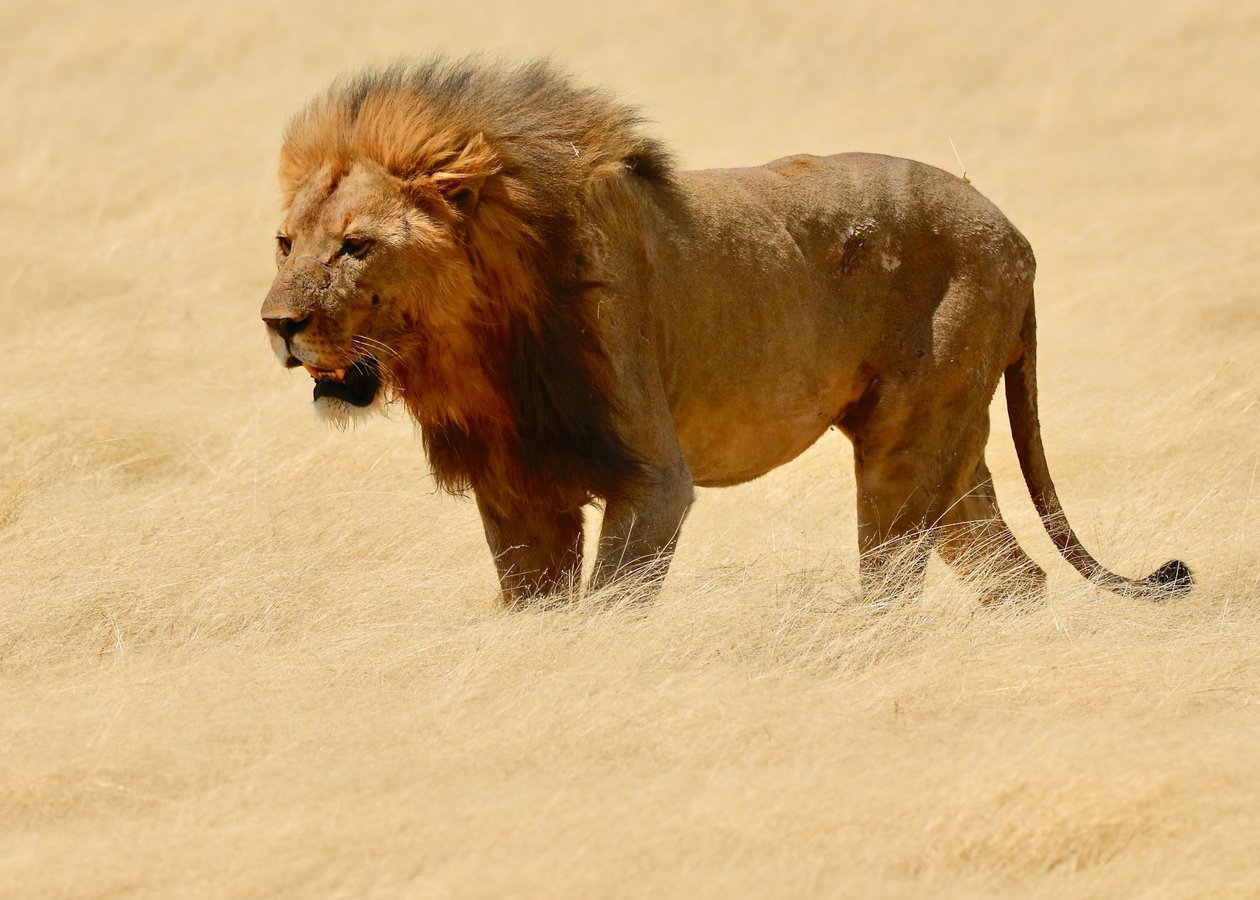 Warrior, Etosha, 2018 (valokuva) tekijältä Unbekannter Künstler