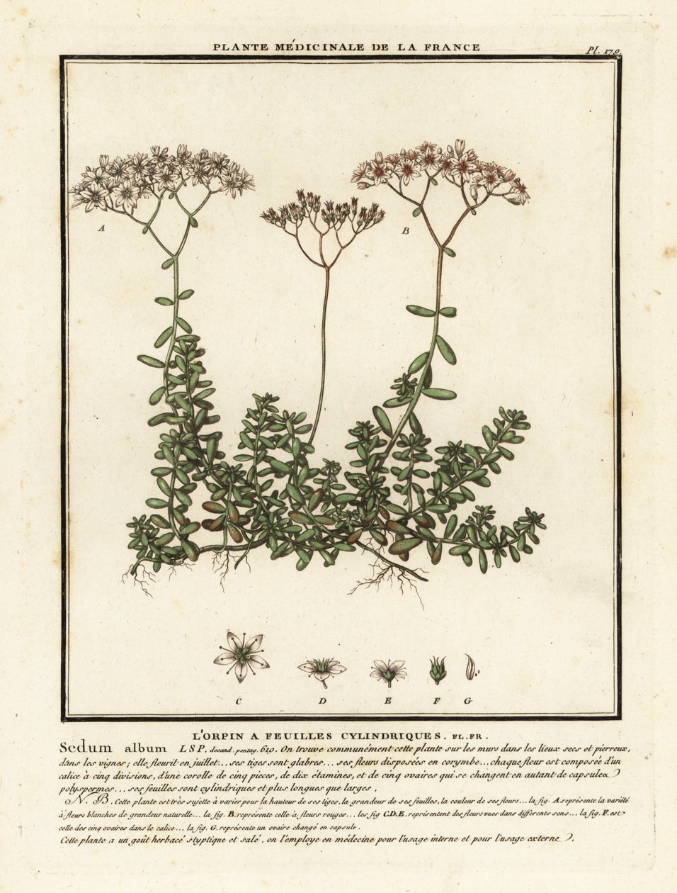 Valkoinen stonecrop, Sedum albumi. tekijältä Unbekannter Künstler