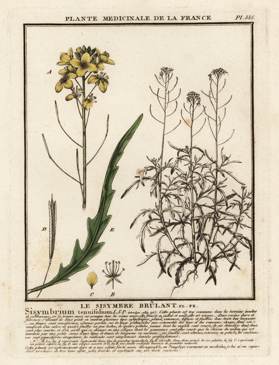 Villi raketti, Diplotaxis tenuifolia. tekijältä Unbekannter Künstler