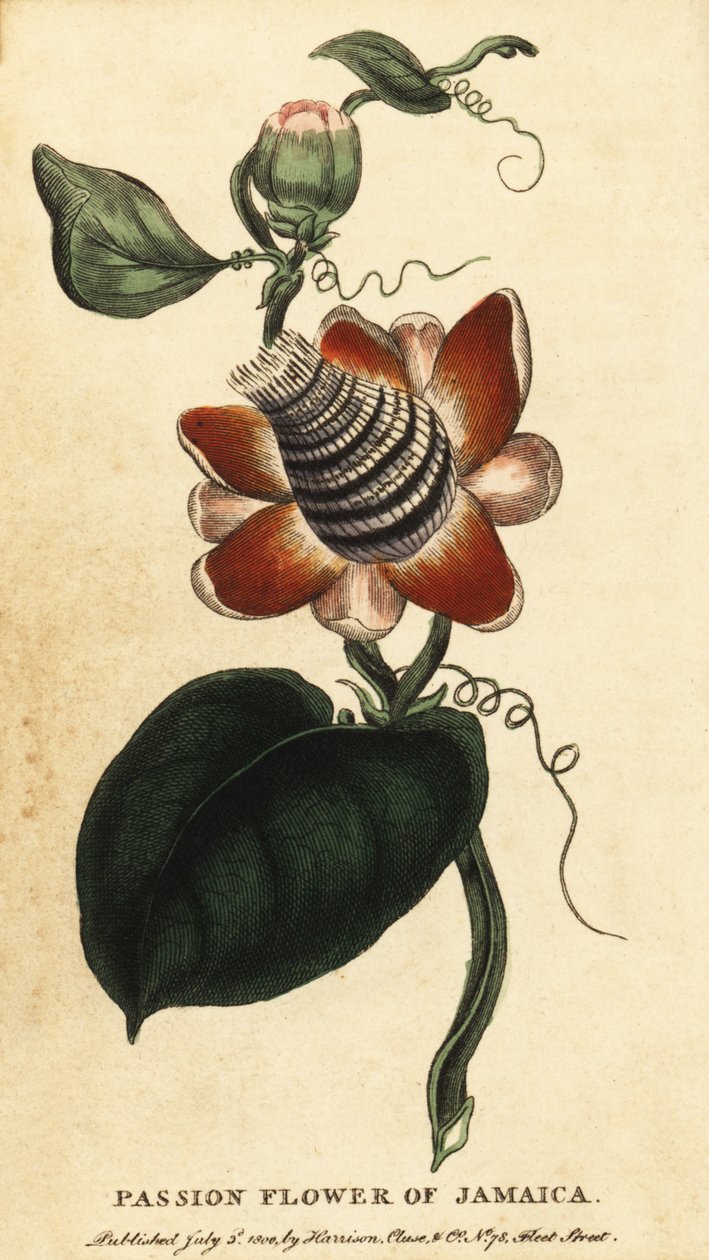 Siipivartinen passionkukka, Passiflora elata.,1800 (kaiverrus) tekijältä Unbekannter Künstler