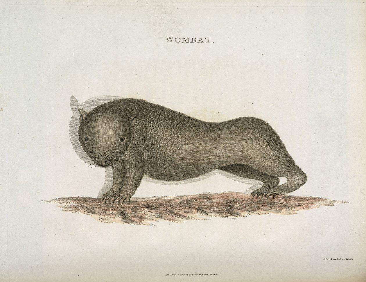 Wombat, Australia, n. 1798 tekijältä Unbekannt