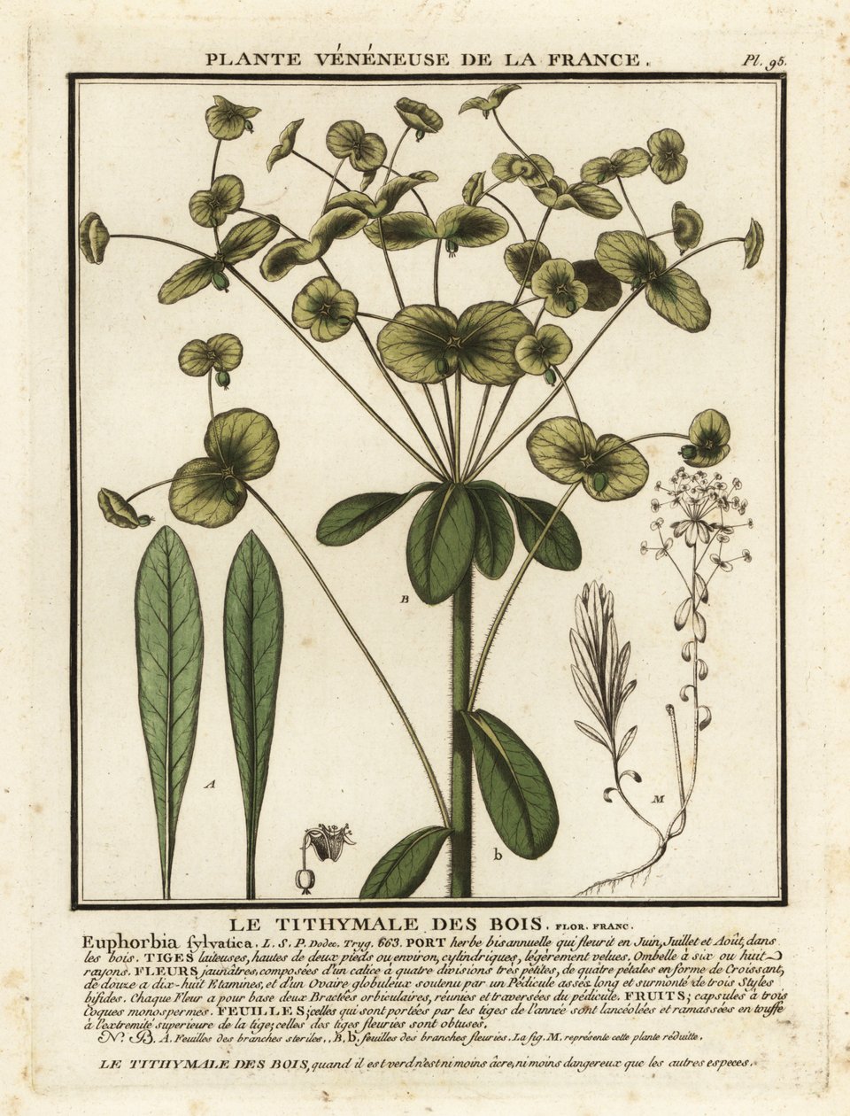 Euphorbia amygdaloides. tekijältä Unbekannter Künstler