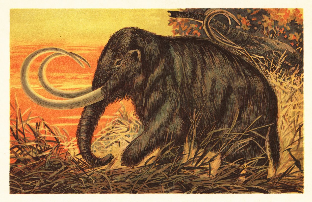 Villamammutti, Mammuthus primigenius.1908 (litografia) tekijältä Unbekannter Künstler