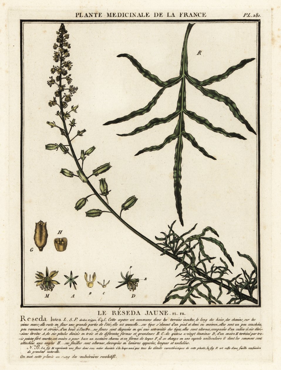 Keltainen mignonette, Reseda lutea. tekijältä Unbekannter Künstler
