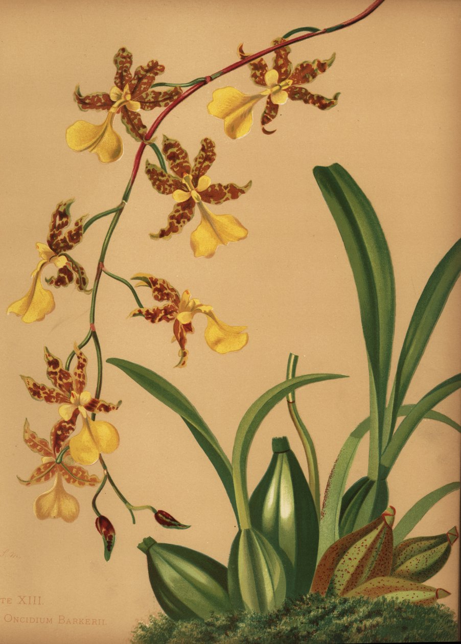 Tanssiva lady-orkidea, Oncidium tigrinum (Oncidium barkerii) tekijältä Unknown