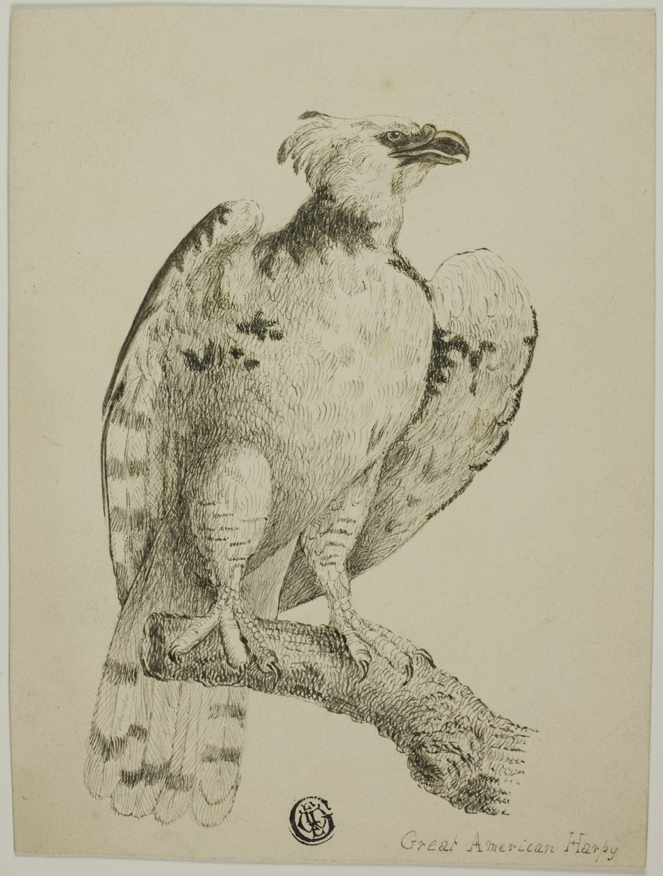 Suuri amerikkalainen harpy tekijältä Unknown