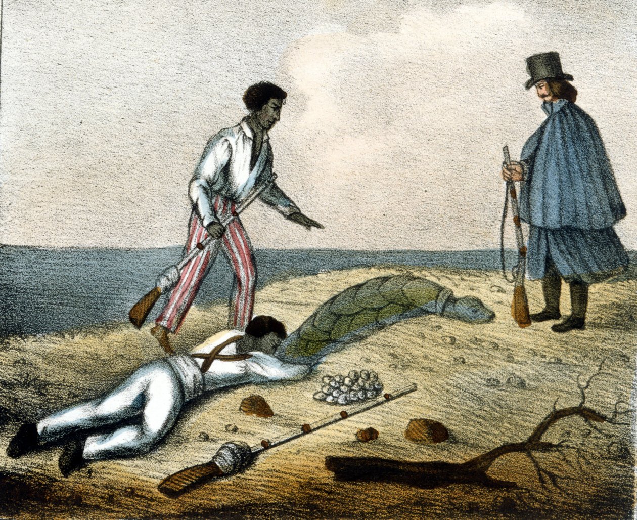 Kilpikonnanmunien pyydystäminen. 1800-luvun kaiverrus. tekijältä Unknown artist