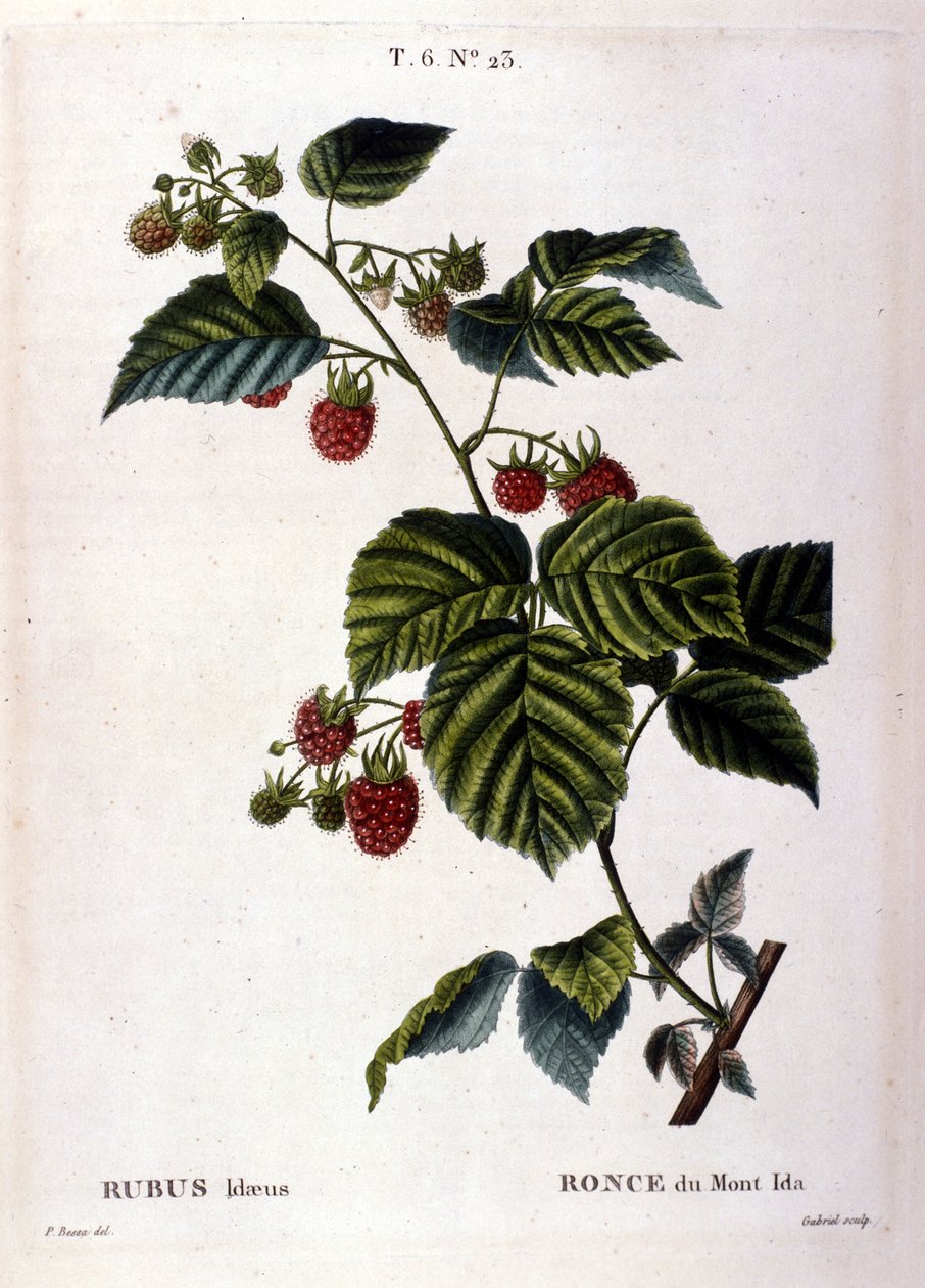 Vadelma ja hedelmät: 1800-luvun kasvitieteellinen taulu. tekijältä Unknown artist