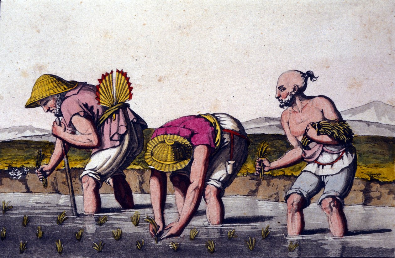 Riisin viljely Kiinassa. 1800-luvun printti. tekijältä Unknown artist
