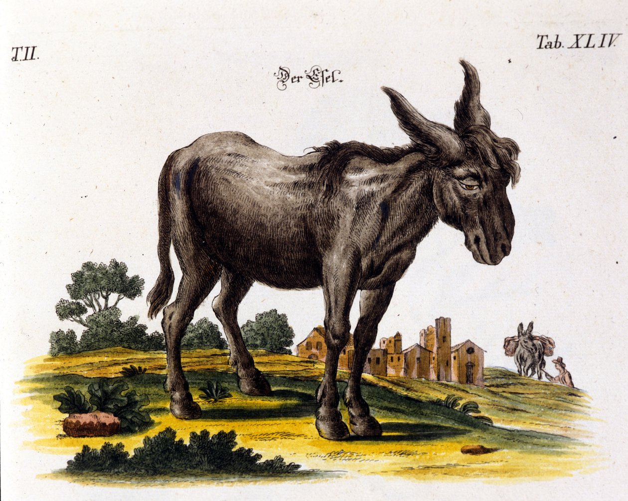 Ankey. 1700-luvun edustus. tekijältä Unknown artist