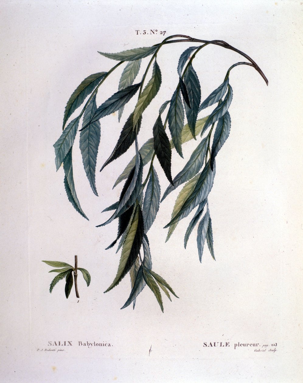 Itkevän pajun (Salix babylonica) lehti. tekijältä Unknown artist