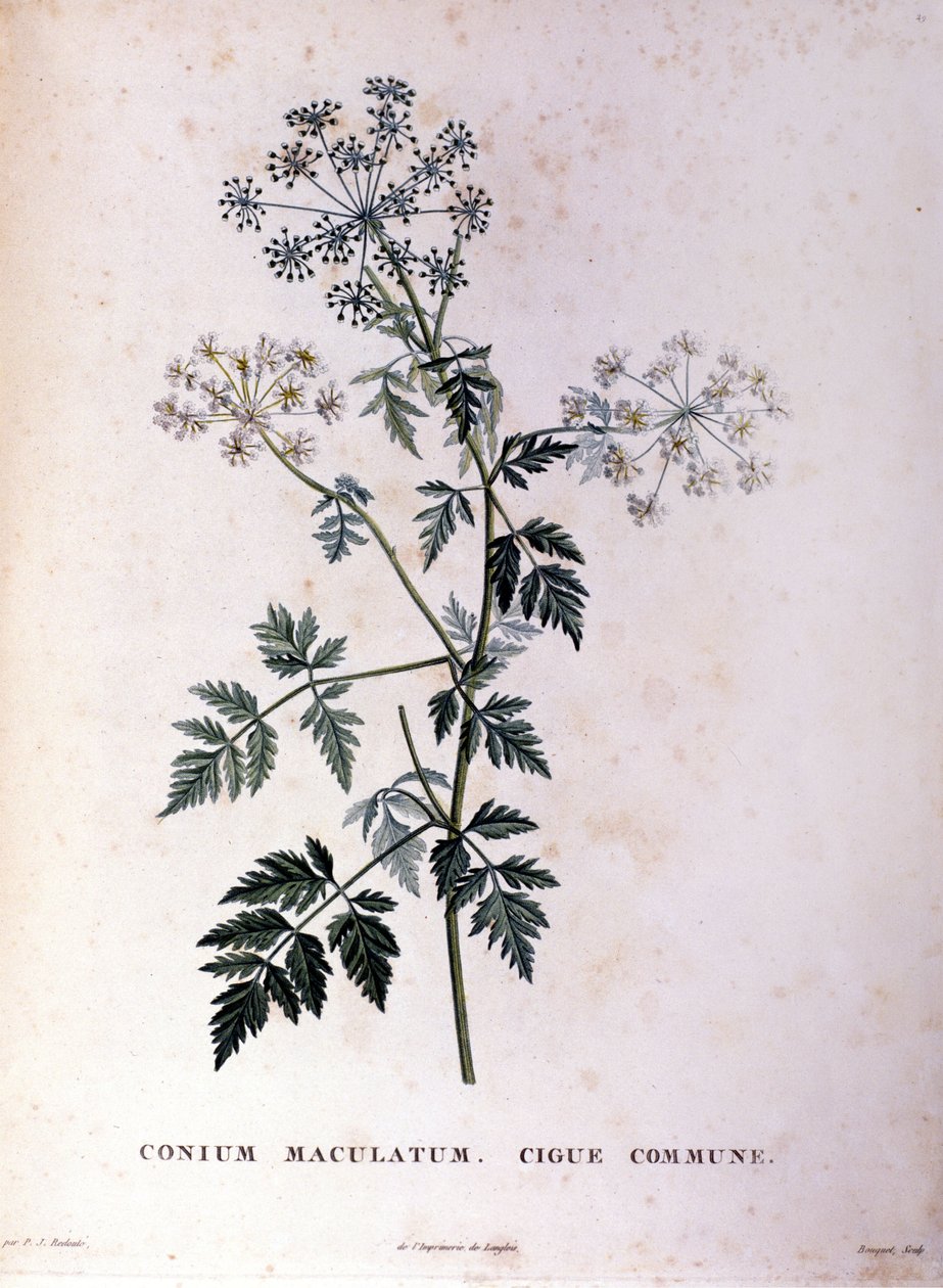 Tavallinen hemlock. 1700-luvun kaiverrus. tekijältä Unknown artist