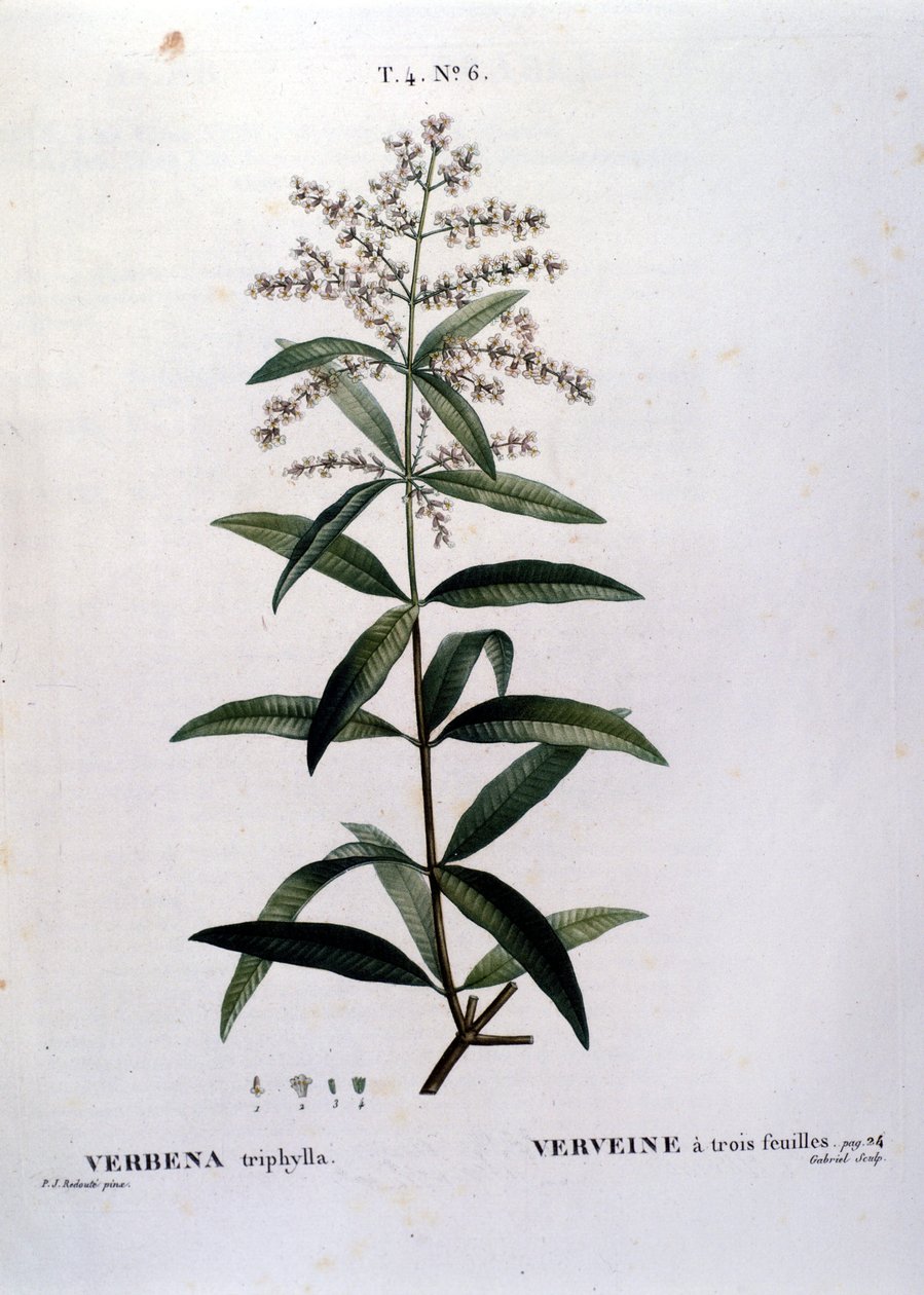 Verbena. 1800-luvun kaiverrus. tekijältä Unknown artist