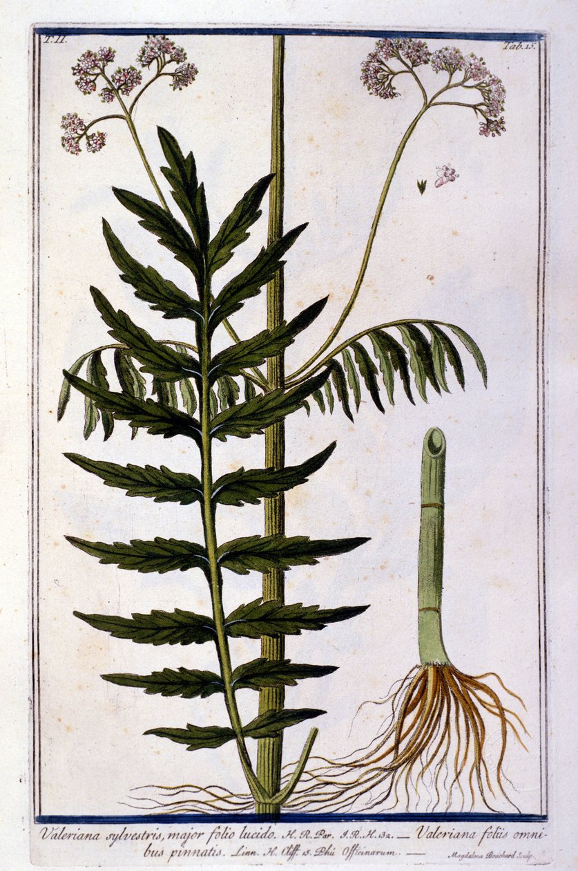 Valerian. 1700-luvun kaiverrus. tekijältä Unknown artist